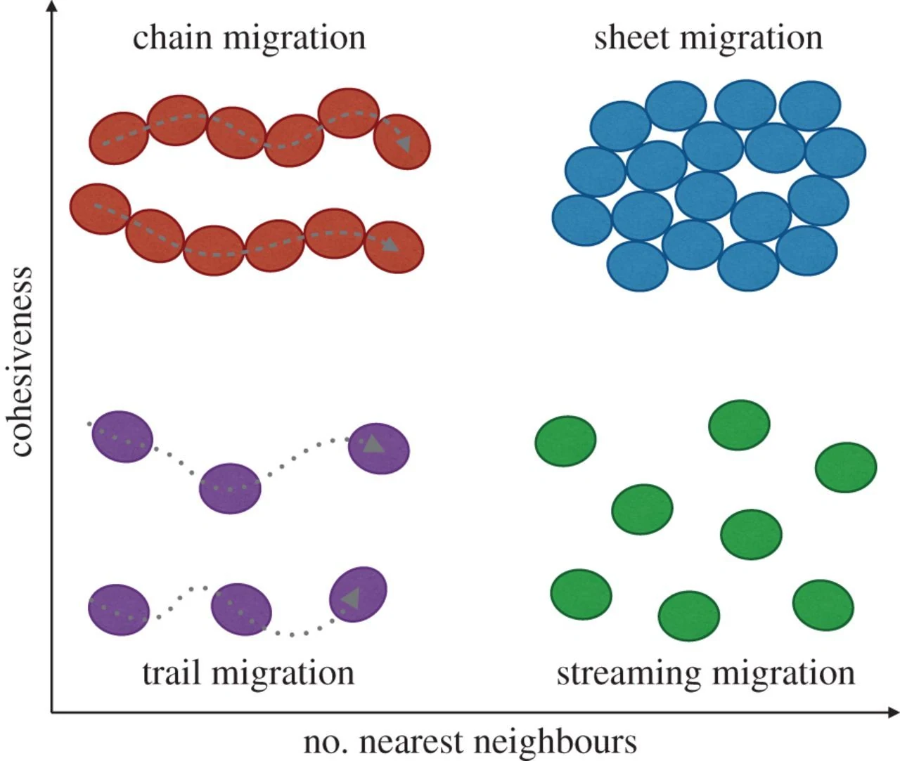 Schematic illustrating four patterns of collective cell migration