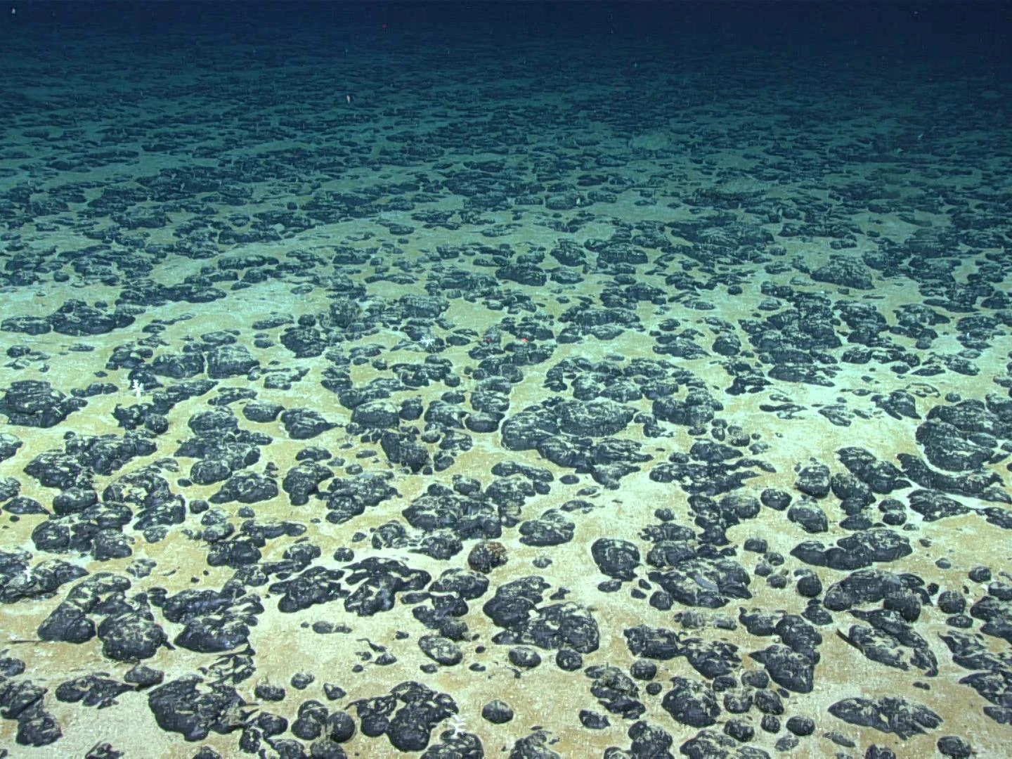 Seafloor covered in polymetallic nodules