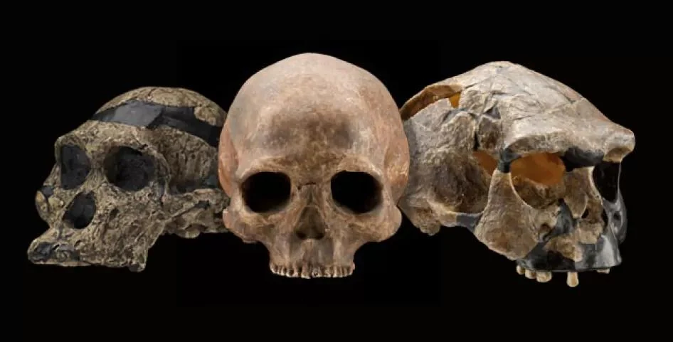 Three hominin crania representing human evolutionary diversity