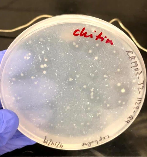Petri dish showing multiple microbial colonies